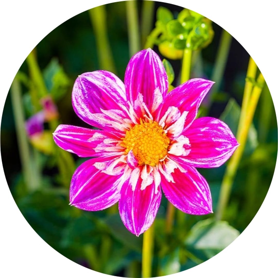 @flowers_e on ReverseGram