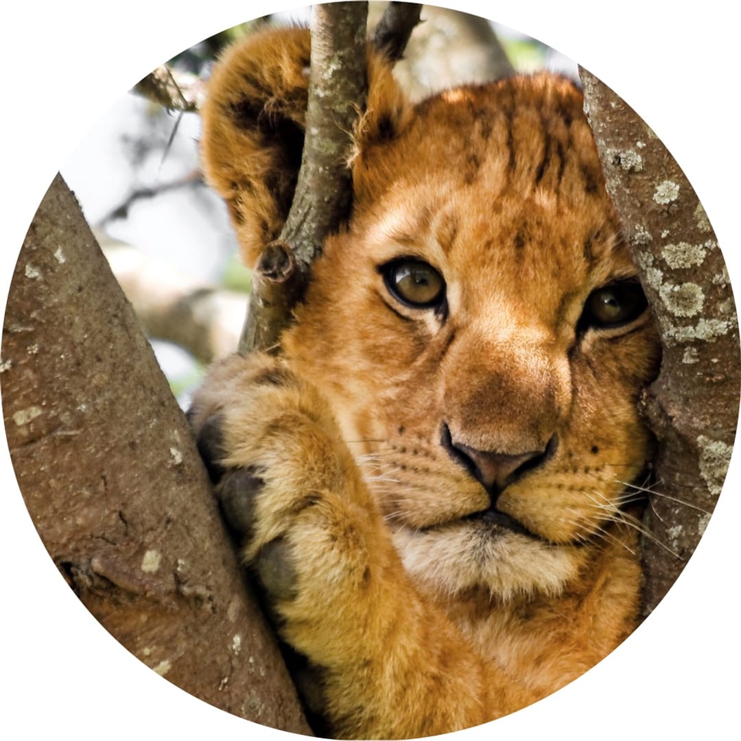 @animals.life on ReverseGram
